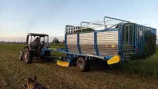 Ciapek w akcji 🔥Ścinacz zielonek T635 🔥Koszenie trawy