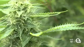 Rapid drug tests coming to Ohio during OVI stops?