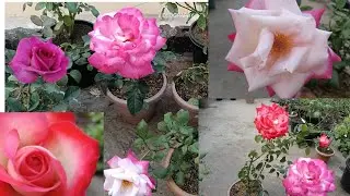 सपनों की मंज़िल पास नहीं होती, जिंदगी हर पल उदास नहीं होती#live#livestream#viral#shortsfeed#ytshorts