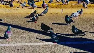 &ldquo;Hundreds of Doves Eating Together! 😱🕊️#Doves #BirdsEating #ViralShorts#thegreenparadiseandmore