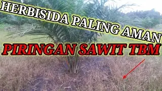 Jenis Herbisida yang Paling AMAN untuk Pembersihan PIRINGAN SAWIT TBM dan TeknisNYA