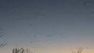 Sunset goosening