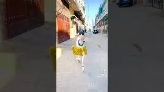 Bakra Eid Ki Kahani | Unique MicroFilms | Comedy Skit | Eid-ul-Adha 2024 #funny #viral #BakraEid