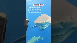 Ocean fun #foryou #funny #funnyanimal #animals #shark