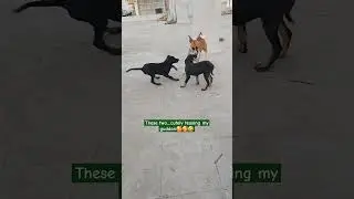 tease with love 🥰 #funny #doglover #cutedog #cutepet #viralshort #trending #ytshorts #yts #cutepuppy