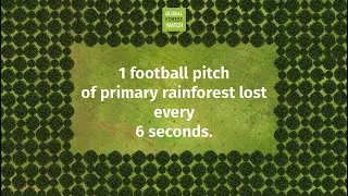 What Happened to Forests in 2019? | GFW Tree Cover Loss Data