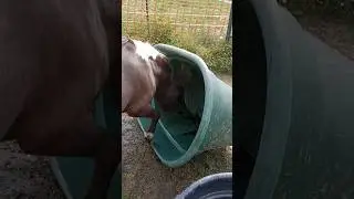 Cleaning the water trough 😄 such a helpful pony 🐎
