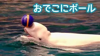 ベルーガ　おでこにボールを乗せて運びます【名古屋港水族館】Beluga Port of Nagoya Public Aquarium 