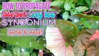 Как быстро и просто размножить сингониум Strawberry Ice! / Советы по уходу за сингониумом #Syngonium #planttips