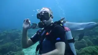 Dolphin Dive Curacao - With Ocean Encounters