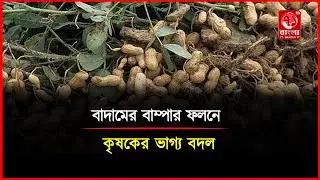 কুড়িগ্রামের চরাঞ্চলে বাদামের বাম্পার ফলনে ভাগ্যের চাকা ঘুরেছে বাদাম চাষি কৃষকদের | 71 Bangla TV