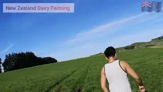 Dairy Farming New Zealand Jetro Busuego Farm Tour.