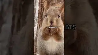If BTS Members Were Animals | bts members as animals #bts #tae #jk #jimin #jin #rm #suga #jhope