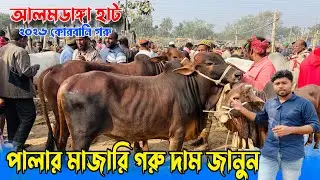 পালার মাজারি গরুর দাম জানুন🔥২০২৬ কোরবানি গরু🔥দাম বেশি।কাস্টোমার নাই।আলমডাঙ্গা হাট 