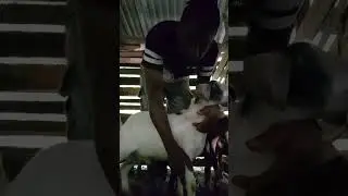 Update of full recovery of arthritis in goats & how you can treat it. luciens goat farm