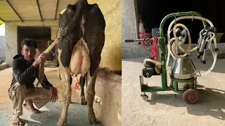 ਦੋ ਤੋਕੜ ਗਾਵਾਂ ਵਿਕਾਉ 👌🔥ਘੱਟ ਰੇਟ 😱🔥Bawa dairy farm 