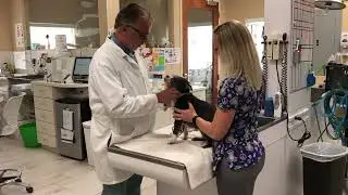 Homeopathic remedy for dogs - Motion sickness