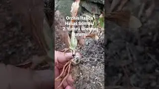 Orchis italica Hasat sonrası 2 yumru alma Y&ouml;ntemi