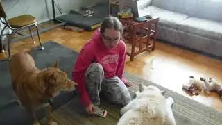 Dealing With Dog Mobility Issues