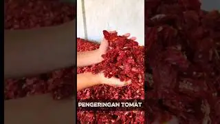 Tips Simpan Tomat Saat Panen Raya: Dikeringkan & Awet lama! #food #tomato #shortvideo #viralvideo