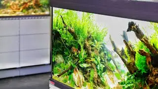 The Art of The Planted Aquarium Contest 2019 (Cinematic Special)