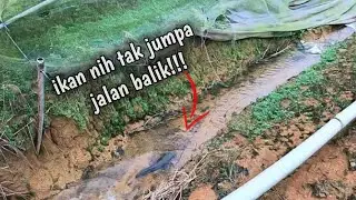 SOFT FROG JEBAT, PADU SEPADU PADUNYA [CASTING HARUAN]