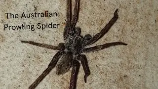 The Australian Prowling Spider (Mituliodon Tarantulinus)