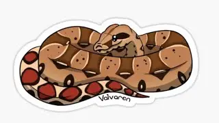 Meet Aries, my true BCC Guyana Redtail boa constructor!