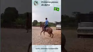 Mula em treinamento. #DomaRacional #MulaEmTreino #mulas  #MuaresDoBrasil #muladeiros #burro