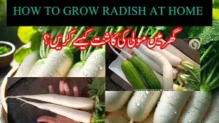 Fresh Organic Radish Harvest | All Perfectly Grown and harvsted in Tray | #organicgardening #harvest