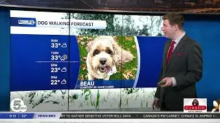 Saturday Dog Walking Forecast: Snow squalls and arctic cold incoming