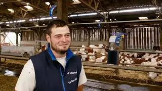 DeLaval Cow Cooling | Cow cooling system to avoid heat stress among  cows