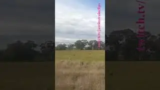 Steamrails Transfer Newport-Glen Waverley 060724 #shorts #steam #shortvideo #train #travel #views