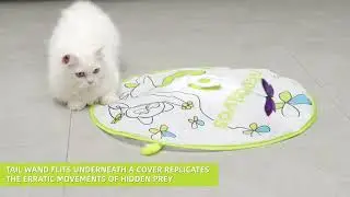 All for paws - Flutter Bug with Hide'N'Seek