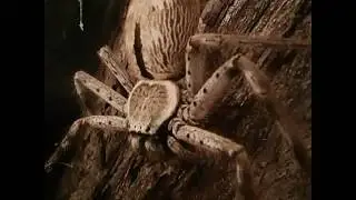 Giant Banded Huntsman Spider DINNER TIME! (Holconia immanis)