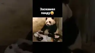 Бедный панда🤣 