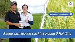 Nông Dân Chia Sẻ Hiệu Quả Sau Khi Sử Dụng Ô Hai Tầng | Xử Lý Lúa Lộn, Lúa Ma, Lúa Cơi
