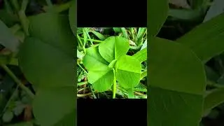 [CLOVER] photo collection 87 Five-leaf clover(Butterfly) with one small leaf growing in the center