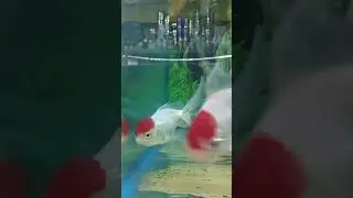 Red cap fish price update #fish #aquarium #viralvideo #fishaquarium #redcapgoldfish #redcap