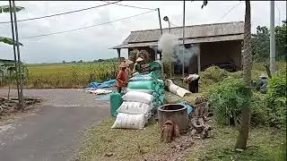 Musim panen,,lihat orang panen padi d depan rumah