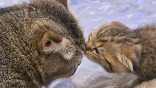 Гуфик знакомится с родным братом 😊