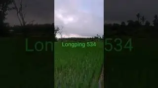 Longping 534 (34DAT)