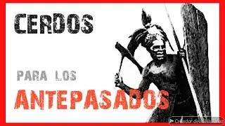 El RITUAL de la GUERRA tsembaga y su significado | Antropología