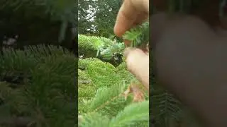 Spruce Budworm June 20, 2020 Number 4 Escape Attempt