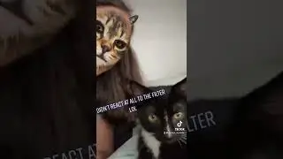 Cat Face Filter & Cat Reaction