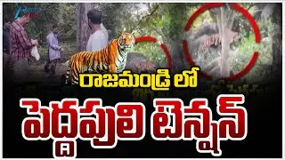 Tiger Tension In East Godavari District | రాజమండ్రి లో పెద్దపులి టెన్షన్  | ZEE Telugu News