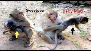 Ah What Is Sweetpea Doing On Baby Monkey?,Why Sweetpea Wanna Kidnap And Hit Baby Monkey Cry?
