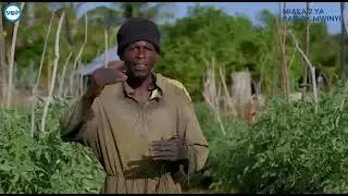 WAKULIMA WA PUJINI KIJIJINI PEMBA WAFURAHI KWA HILI
