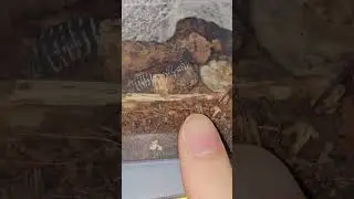 BROWN zebra ISOPOD!  #insects #nature #isopods #butterfly #terrarium #ants #tarantula