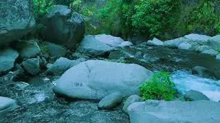 Soft Tropical Forest River with Gentle Sounds for Study, Anxiety Relief & Concentration